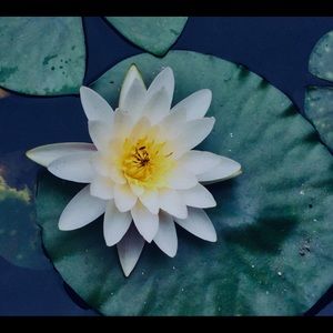 Meet your Posher, Araminta